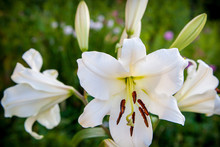 White Lily Flower Close Up In The Garden