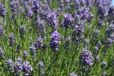 Fototapeta Lawenda - Lavender field in sunshine
