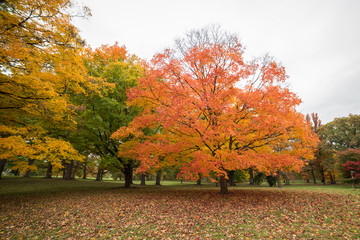 big beautiful tree in fall
