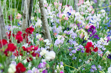 Mixed sweet peas