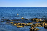 Fototapeta  - Dwa morskie ptaki na skałach na brzegu wyspy Rodos.