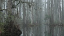 Fog In A Cypress Swamp With Spanish Moss Hanging From Trees