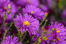 Colorful Violet Flowers Aster Alpinus Close-up. Beautiful Natural Plant With Limited Depth Of Field.