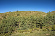 Padded brushwood (Cytisus oromediterraneus and Juniperus communis) and Scots pine forest (Pinus sylvestris) near Hornillo Stream, in Guadarrama Mountains National Park, Spain