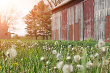 Historic Old Farmhouse And Rustic Faded Barn With Dandelion Seeds Blowing In The Wind And Farmhouse In Morning Sun.  Copyspace Along Right Side.