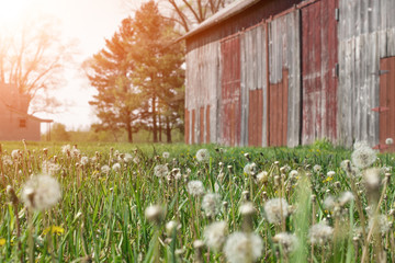 Historic old farmhouse and rustic faded barn with dandelion seeds blowing in the wind and farmhouse in morning sun.  Copyspace along right side.