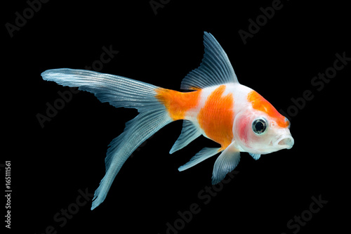 Fotografía goldfish isolated on black background
