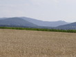 pole pszenicy i kukurydzy w górskim krajobrazie