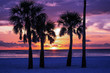 Palm Trees Silhouette with Sunset, Horizontal
