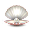 Realistic vector beautiful natural open sea pearl shell closeup isolated on white background. Design template, clipart, icon or mockup in EPS10.