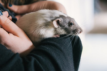 Girl Holding Pet Fancy Rat