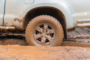 Car tire on dirt road with the trunk of a fallen tree in a forest.