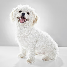 A Studio Portrait Of A White Dog