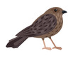 Nightjar- night bird, characterized discreet gray-brown plumage