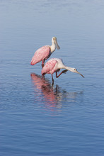 Two Spoonbills In The Water
