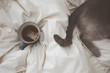 © BONNINSTUDIO/Stocksy - Closeup of cup of tea and cat sleeping on the bed.