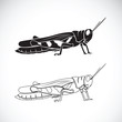 Vector of grasshopper on white background. Insect Animal.