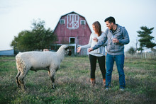 Young Couple Greeting A Curious Sheep