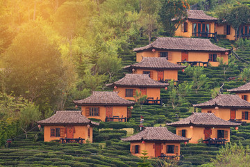 Tea Plantation and hut in Ban Rak Thai. Mae Hong Son, Thailand