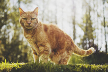 Yellow Orange Cat In Sunlit Grass