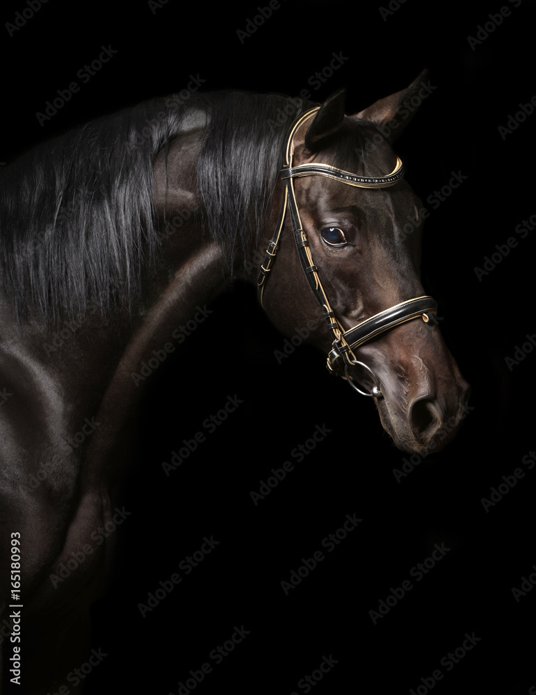 Portrait of a bay stallion - obrazy, fototapety, plakaty 