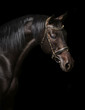 Portrait of a bay stallion