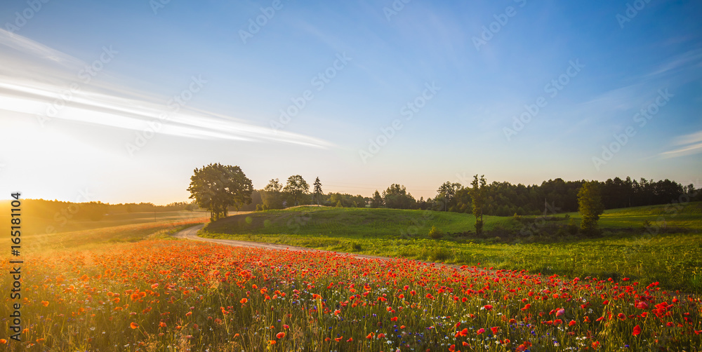 Red Wild poppies in the meadow at sunset, amazing background photo. To jest Polska – Mazury - obrazy, fototapety, plakaty 