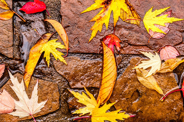 Fallen yellow and red autumn maple leaves