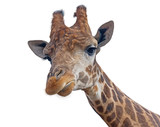 Fototapeta Zwierzęta - Giraffe head face