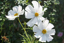 White Cosmos Flowers