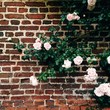 © Kirstin Mckee/Stocksy - A Victorian wall with climbing roses