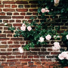 A Victorian Wall With Climbing Roses