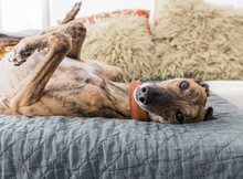 Portrait Of A Greyhound Dog
