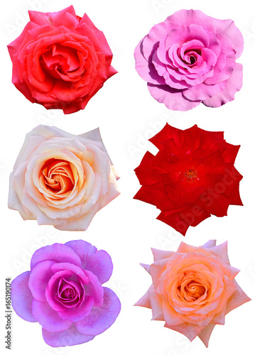 The Roses Cut Out Buy This Stock Photo And Explore Similar Images At Adobe Stock Adobe Stock