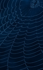 Wall Mural - spider web covered water bubbles
