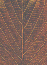 Faded Leaf Background