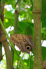 Forest Giant Owl Butterfly, Caligo Eurilochus, Mainau Island