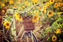 sunflower bike