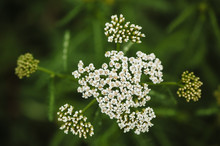 White Yarrow On A Green Blurry Background Close-up. View From Above.