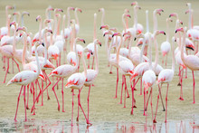  Flock Of Pink Flamingos On The Sand. UAE