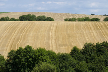 Sticker - Panoramic view of corn field after harvest in landscape with trees and hills under blue sky