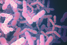 Pink bacteria background