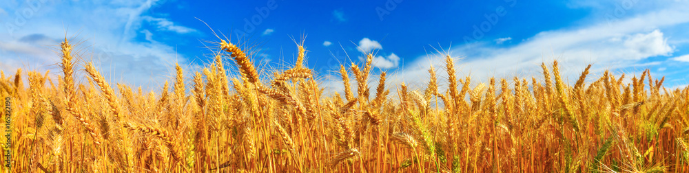 Panorama of wheat - obrazy, fototapety, plakaty 