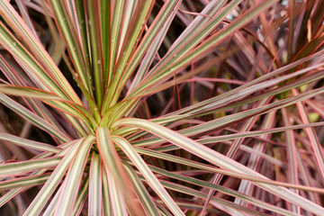 Rainbow Tree's long bright red leaves (Dracaena marginata cv. 'Tricolor Rainbow')