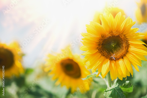 beautiful-sunflowers-in-garden-with-sunbeams-summer-outdoor-nature-background