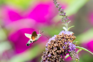 Hawk-moth hummingbird butterfly