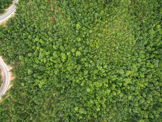 Wall Mural - Aerial view of Beautiful tropical forest, Shot from drone