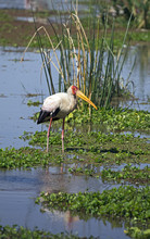 Yellow Billed Stork Taken In Manyara Lake National Park, Tanzania