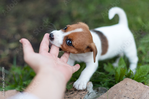 Fotografía Cheerful puppy Jack Russell terrier playfully biting the fingers of its owner