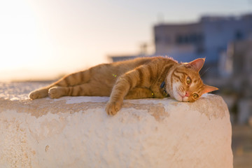 Wall Mural - red cat relaxing